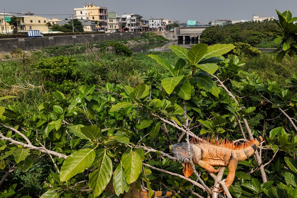 Iguanas in trees next to a residential area in Pingtung. — AFP pic