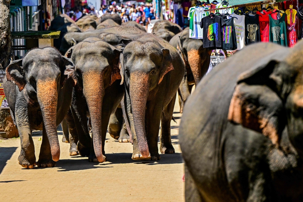 Elephants return to the Pinnawala Elephant Orphanage after taking their daily bath in a river in Pinnawala on February 16, 2025. — AFP pic