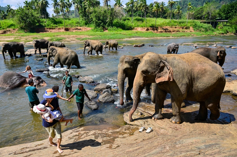 Visitors watch as elephants take their daily bath in a river at Pinnawala. — AFP pic