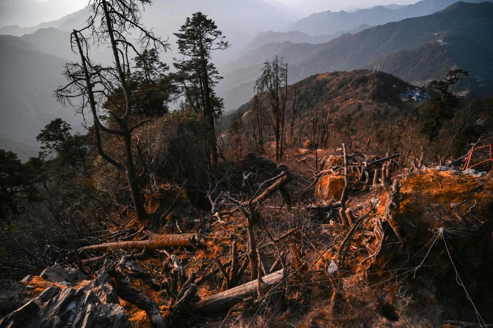 Felled trees lie uprooted after construction began for a cable transportation system leading to the Pathibhara Devi temple, at Taplejung district in Koshi province of Nepal. — AFP pic