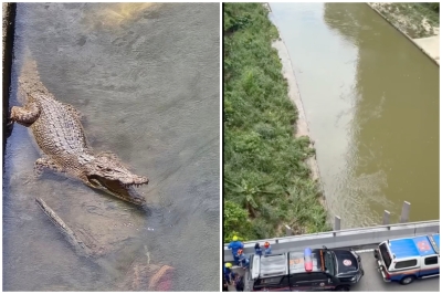 Perhilitan deploys trap after 3m-long crocodile spotted in river near Mid Valley (VIDEO)