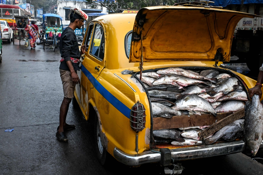 A Hindustan Ambassador yellow taxi, transporting fish at a wholesale market in Kolkata. — AFP pic