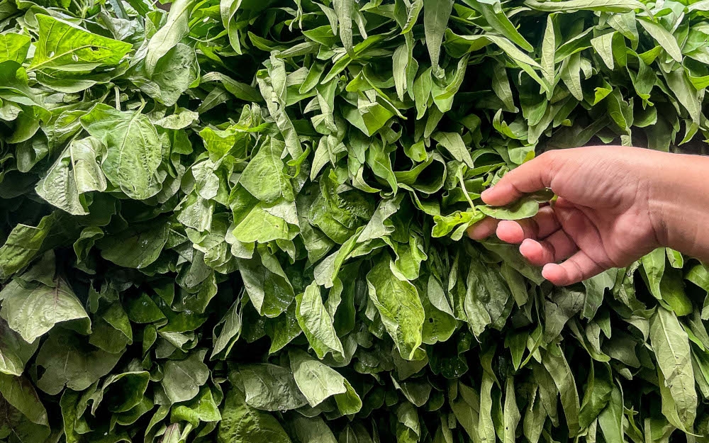 In 2023, farmers in Cameron Highlands reportedly threw away nearly 1,000 tonnes of vegetables. — Picture by Sayuti Zainudin