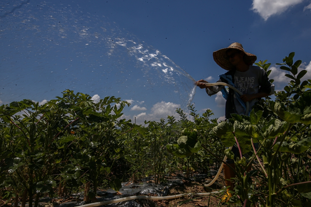 Lowland farmers are wary of drought when the weather becomes too hot. — Picture by Farhan Najib