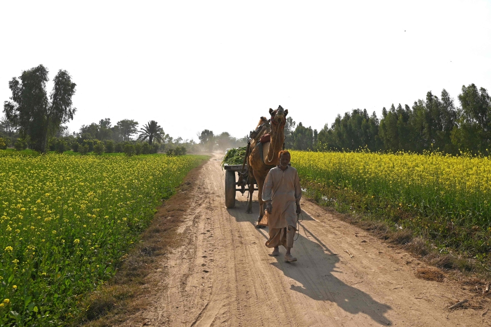 A farmer with his camel cart walk through mustard fields near a honeybee farm at Lak Mor village in Sargodha district of Punjab province, Pakistan. — AFP pic