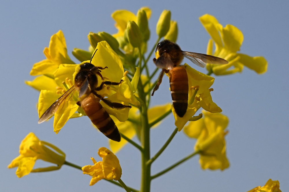 Honeybees collect nectar from mustard flowers near a honeybee farm at Lak Mor village in Sargodha district of Punjab province, Pakistan. — AFP pic