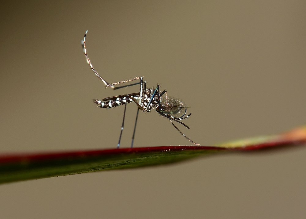 Health experts have been calling for higher fines imposed on those who allow mosquito breeding, citing RM500 as too low, especially for commercial properties.. — Istock.com pic via AFP