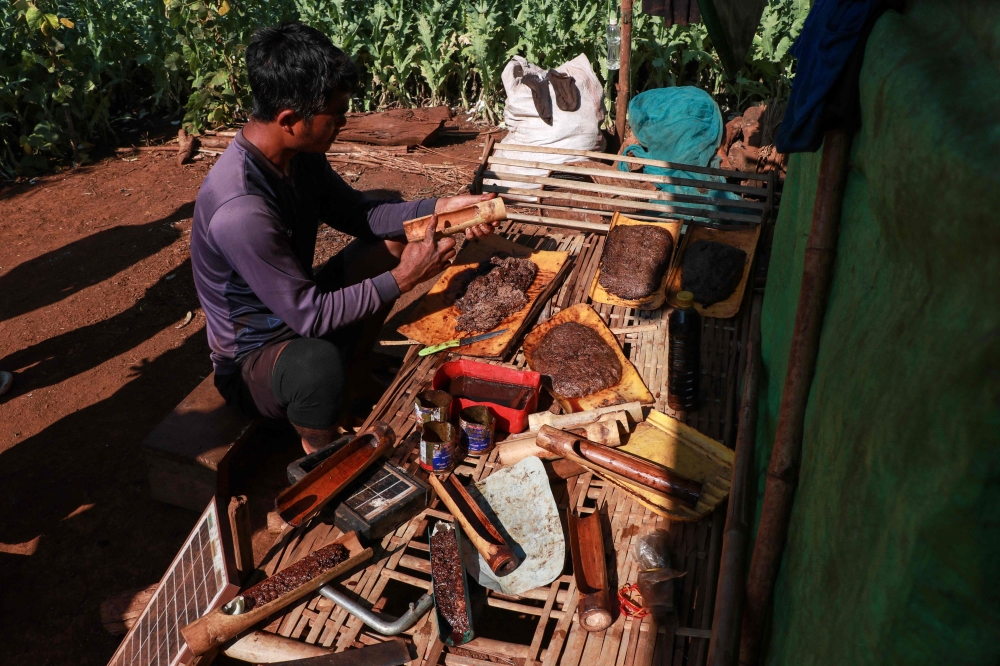 Displaced resident working to harvest the sap from poppies in an illegal poppy field for their livelihood during the fighting between Myanmar's military and KNDF (Karenni Nationalities Defence Force) in Pekon Township, on the border of Karen State and southern Shan State. Myanmar in 2024 became the world's largest producer of opium, harvesting 1,080 tons of the narcotic February 11, 2025. — AFP pic