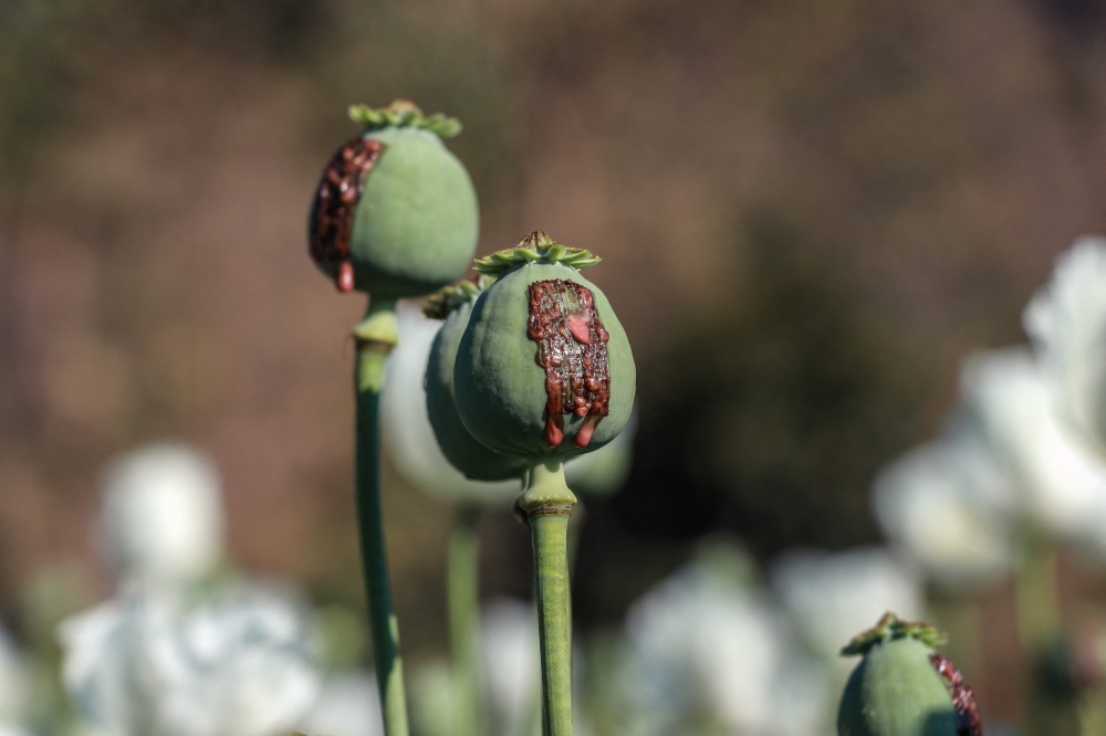 Sap emerging from poppies during harvest time in an illegal poppy field in Pekon Township, on the border of Karen State and southern Shan State February 11, 2025. — AFP pic