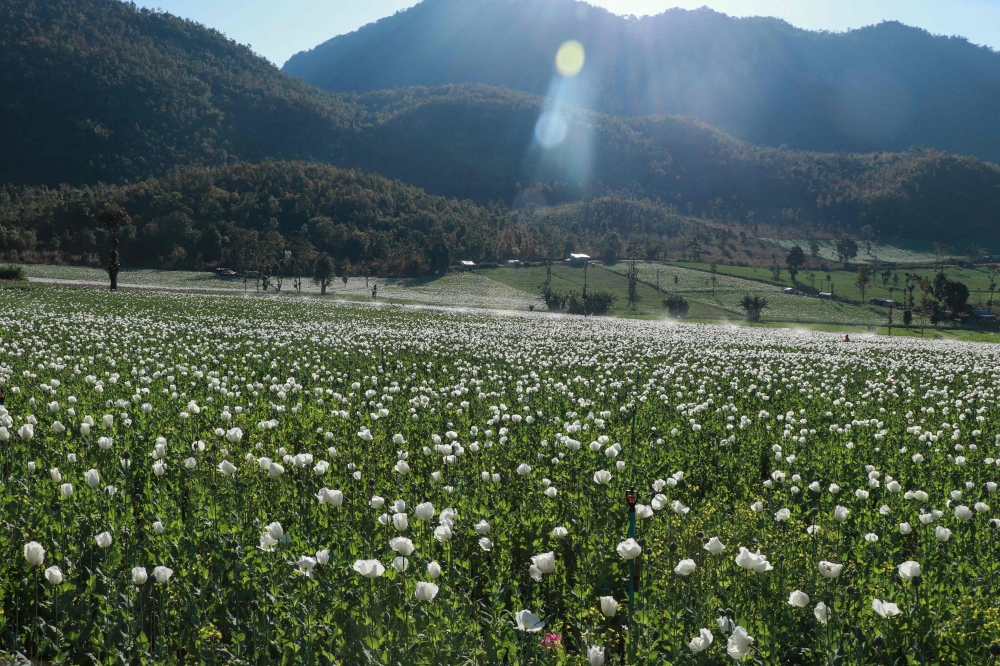 An illegal poppy field in Pekon Township, on the border of Karen State and southern Shan State February 11, 2025. — AFP pic