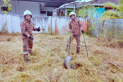 Firefighters wrangle 12-foot python in Sibu